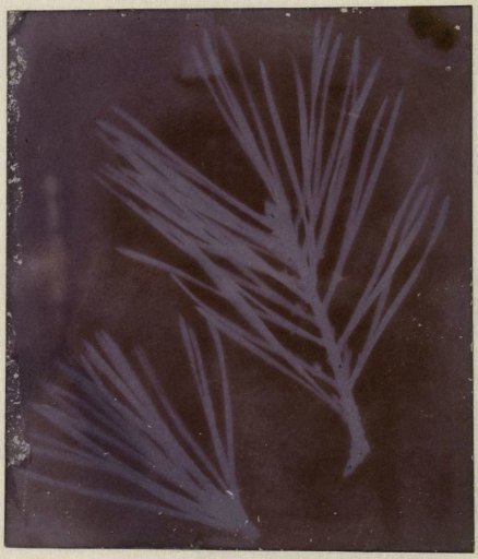 Pine needles