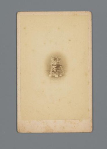 Miniature portrait of a kitten