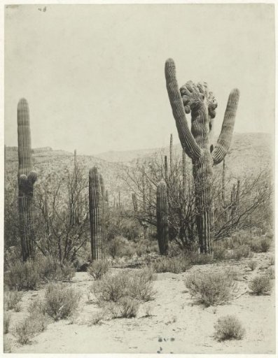 Giant cactus in the desert near Tucson