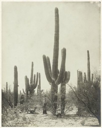 Giant cactus in the desert of Tucson