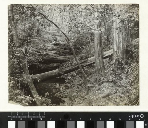 Waddell Creek in Big Basin State Park in California