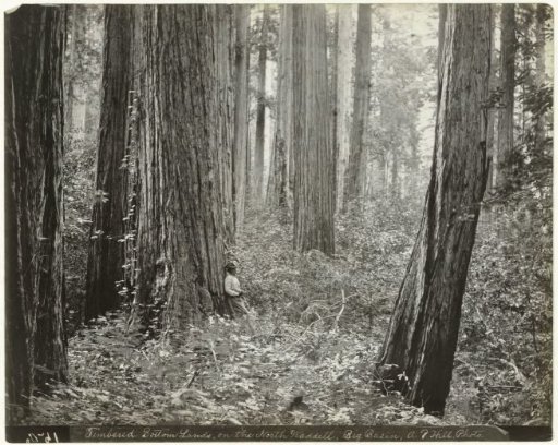 Big Basin Redwoods Forest