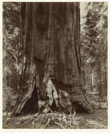 Trunk of a giant sequoia