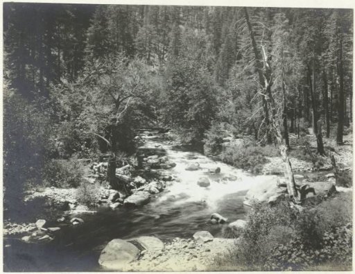 Sacramento River in a forest, California