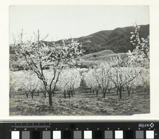Plum blossoms in Santa Clara Valley