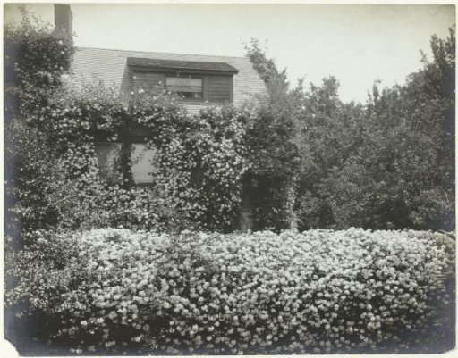 Garden and house covered with rose bushes, Berkeley