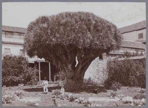Three persons under a dragon's blood tree, Tenerife