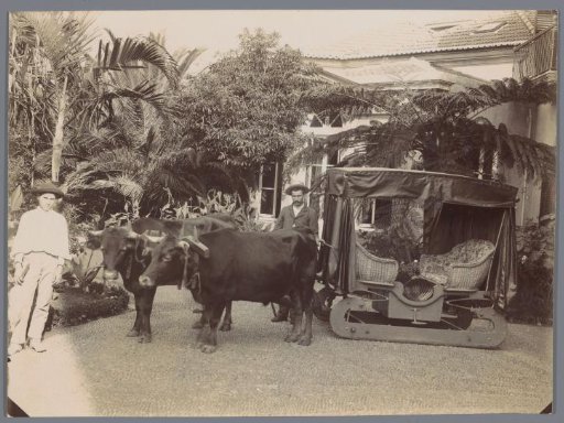 Carriage on iron rails pulled by oxen