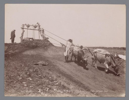 Cows drawing water from a well.
