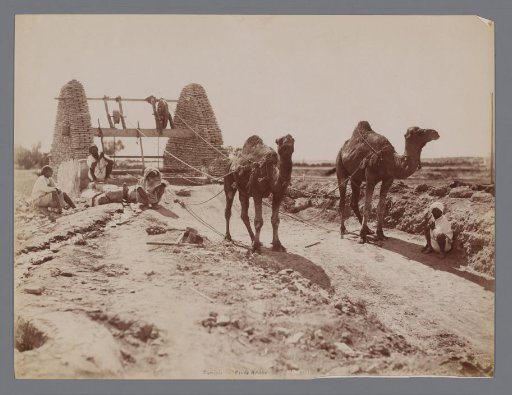 Dromedaries drawing water from a well in Tunisia