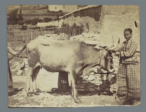 Two women and a bull