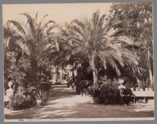 Palms in the botanical gardens of Palermo, Sicily