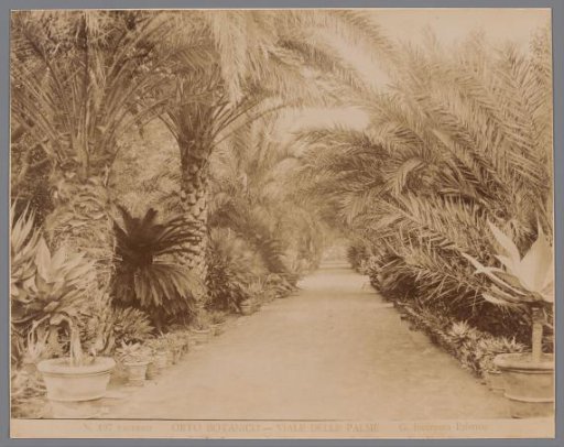 Avenue with palms in the Orto Botanico in Palermo