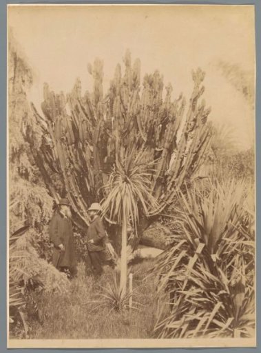 Two men standing before a cactus in Palermo