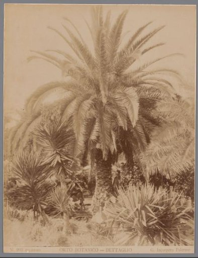 Palm trees and cacti in the Orto Botanico in Palermo