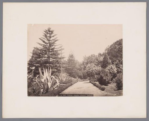 Path through the botanical garden of Palermo with a blooming agave on the left, Italy