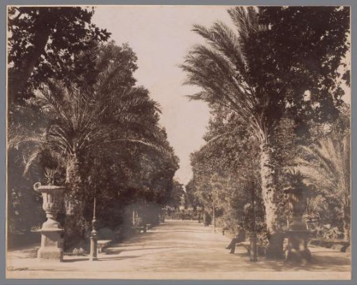 Avenue with palm trees in the Villa Giulia park in Palermo, Sicily
