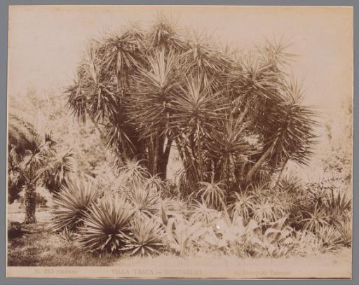 Trees and shrubbery in the garden of Villa Tasca in Palermo