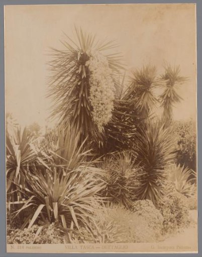 Trees and shrubbery in the garden of Villa Tasca in Palermo