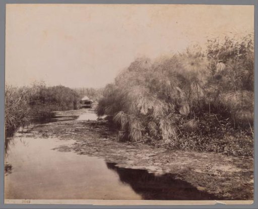 Rowing Boat on the Anapo River near Syracuse, Sicily