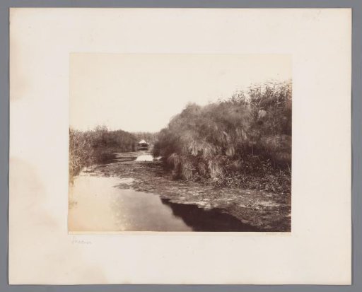 Rowing boat on the Anapo river near Syracuse, Italy