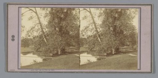 Trees by a pond in a park