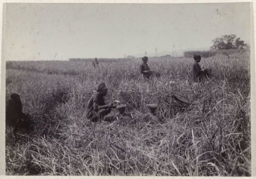 Cutting and harvesting of rice in a large field