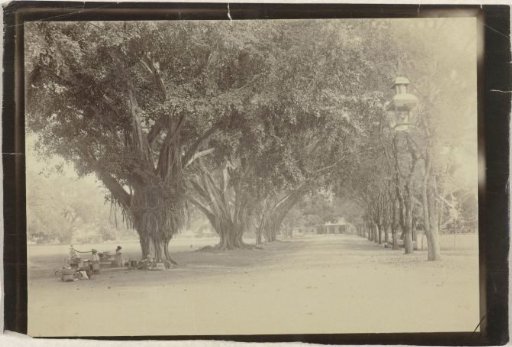 Street view with trees and vendors in Indonesia