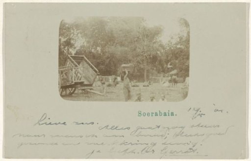 View of a yard with cows in Surabaya
