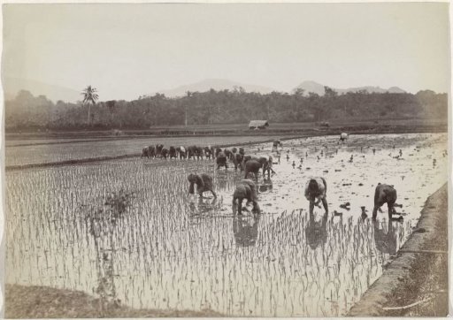 Rice planting in Indonesia
