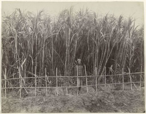 Contract worker behind a fence in front of a sugarcane field