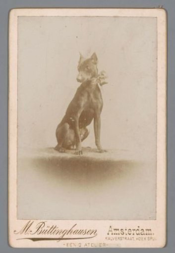 Dog