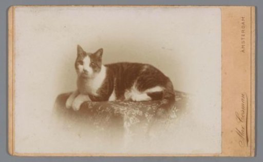 Cat on a cushion