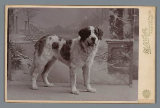 Dog, Probably a Saint Bernard