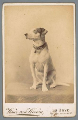 Portrait of a dog