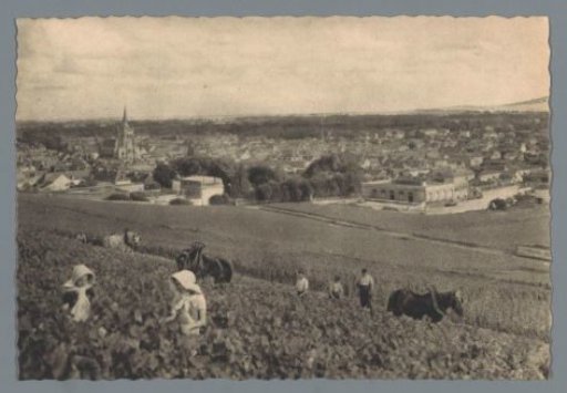 AY - Picking of black grapes