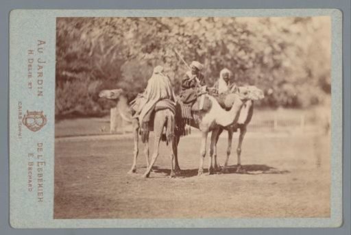 Three men on camels