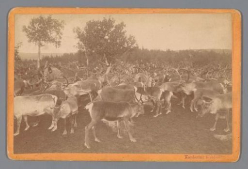 Reindeer, probably in Sweden