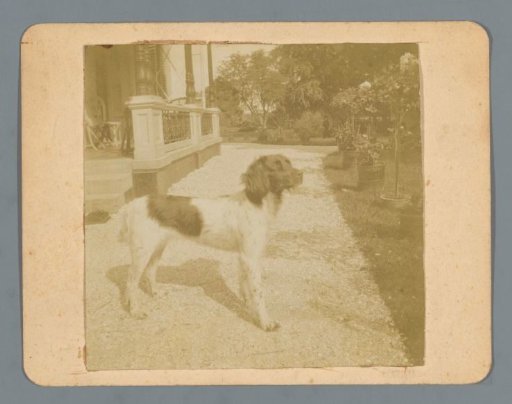 Portrait of the dog Minka on a driveway