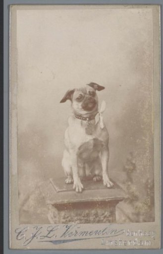 Portrait of a dog