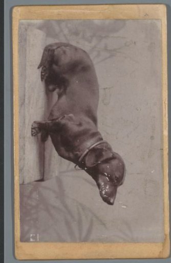 Portrait of a dog