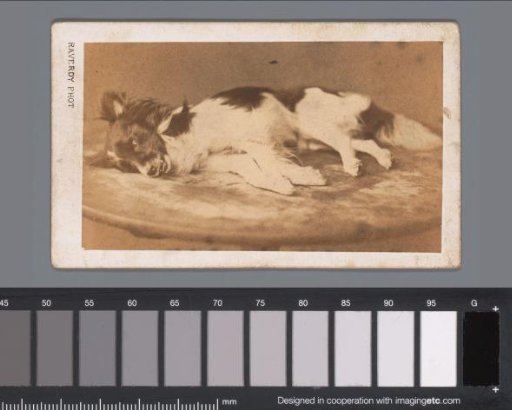 Reclining Dog