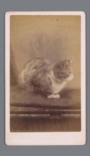 Cartes-de-visite