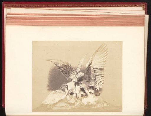 Hawk and a heron, mounted, by John Hancock, exhibited at the Great Exhibition of the Works of Industry of All Nations of 1851 in London