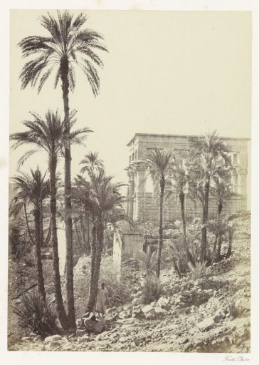 Palm trees on the island of Philae in the Nile