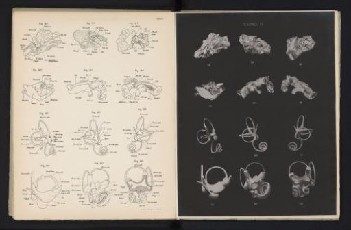 Twelve casts and models of the human ear
