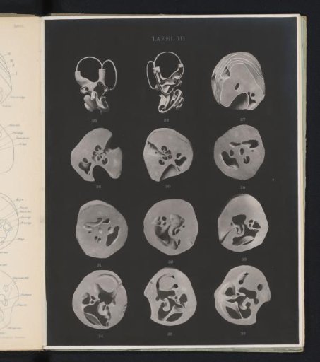 Twelve models of the human ear