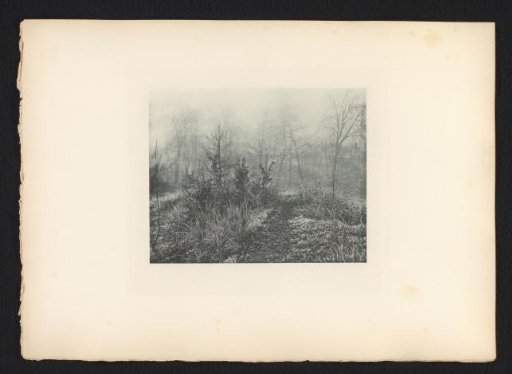 Trees and Shrubs in the Mist