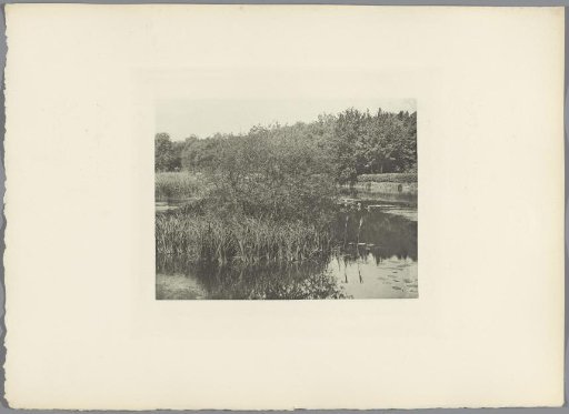 Plants by the Lake of Commelles