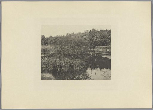 Plants by the Lake of Commelles